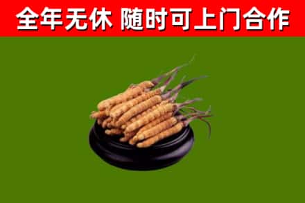 阆中市回收冬虫夏草